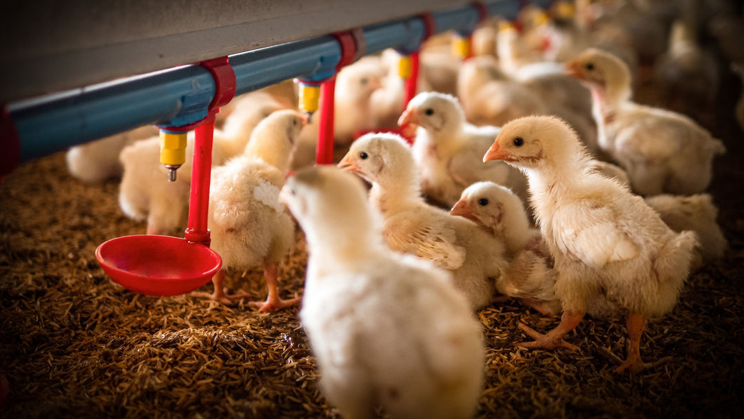 Warum ist die membraclean "Tierisch gut" so wichtig? - membraclean-shop.de