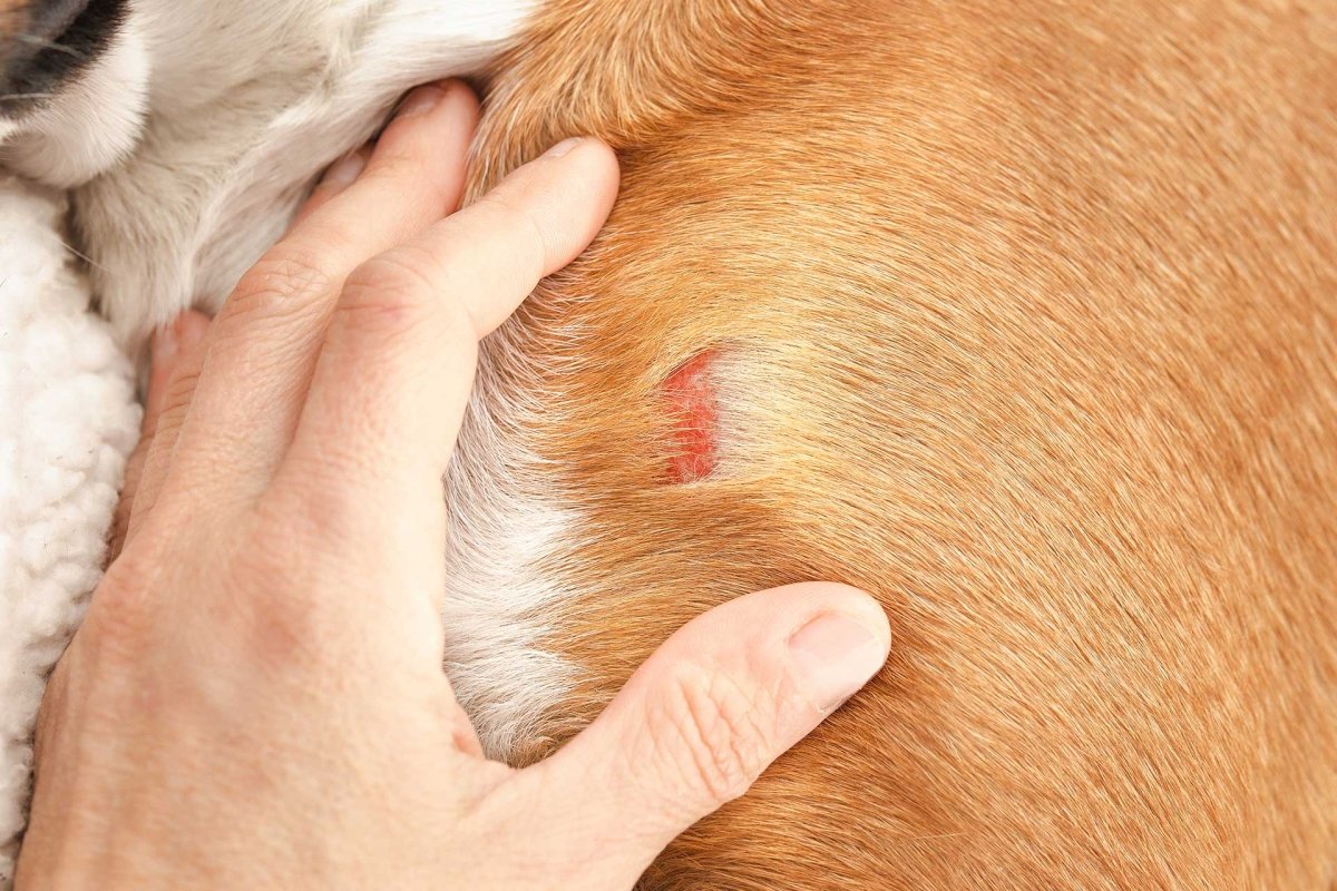 Oberflächliche Schürfwunde bei einem Hund als Beispiel für hygienische Haut- und Wundreinigung