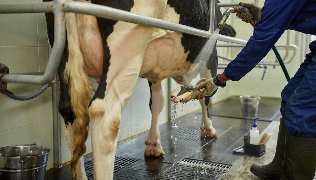 Handler spült die äußere Klaue eines Rindes in einem sauberen Klauenpflegebereich