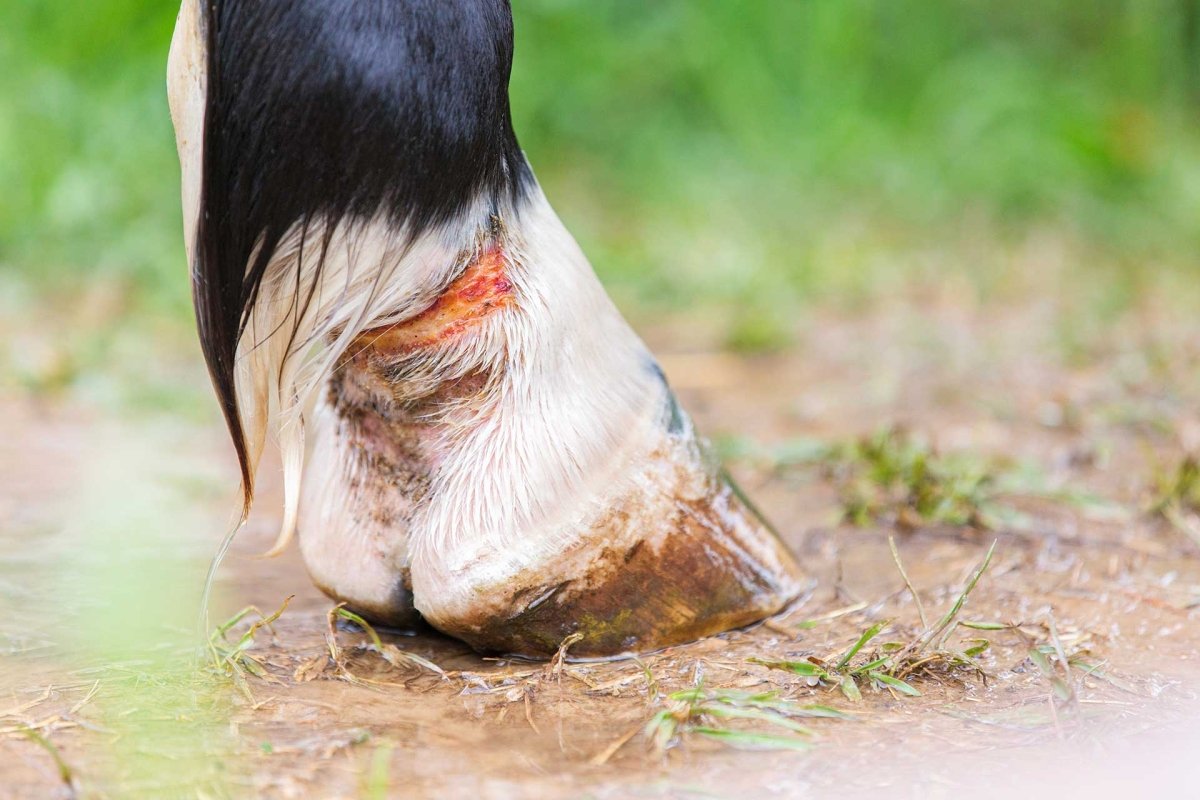 Pferdehuf als Beispiel für die äußere hygienische Reinigung von Huf, Strahl und Strahlfurchen